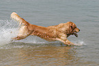 bathing Golden Retriever