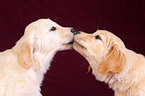 Golden Retriever Puppies