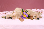 Golden Retriever Puppies