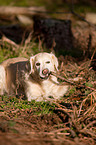 Golden Retriever