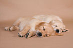 Golden Retriever Puppies