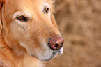 Golden Retriever face