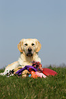 Golden Retriever with toy