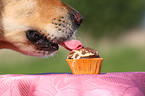 Golden Retriever eats cake