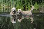 bathing Golden Retriever