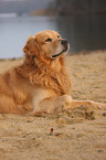 lying Golden Retriever