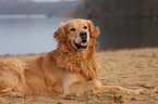 lying Golden Retriever