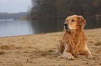 lying Golden Retriever