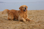 lying Golden Retriever