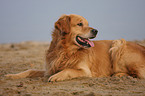 lying Golden Retriever