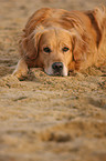 lying Golden Retriever