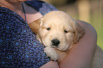 Golden Retriever Puppy