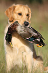 retrieving Golden Retriever