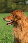 blind Golden Retriever