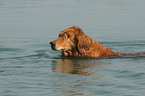 swimming bling Golden Retriever