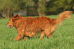 running blind Golden Retriever