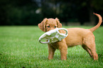 Golden Retriever Puppy