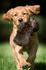 Golden Retriever Puppy