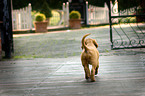 Golden Retriever Puppy