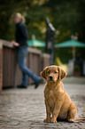 Golden Retriever Puppy