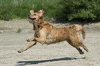 running Golden Retriever