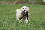 retrieving Golden Retriever