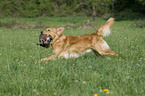 retrieving Golden Retriever