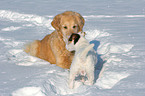 2 dog in the snow