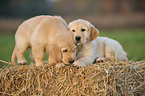 Golden Retriever Puppies