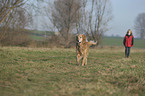 walking Golden Retriever