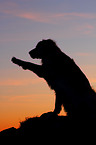 Golden Retriever gives paw