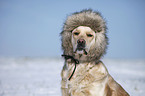 Golden Retriever Portrait