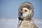 Golden Retriever Portrait