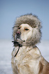 Golden Retriever Portrait