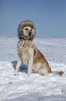 sitting Golden Retriever