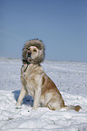 sitting Golden Retriever