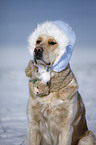 sitting Golden Retriever