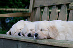 Golden Retriever Puppies