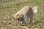 digging Golden Retriever