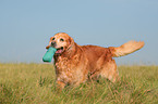 playing Golden Retriever