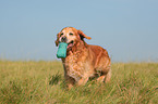 playing Golden Retriever