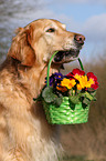 Golden Retriever retrieves flowers