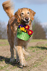 Golden Retriever retrieves flowers