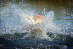 splashing Golden Retriever