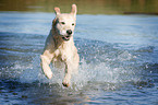 running Golden Retriever