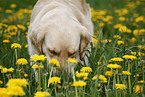 Golden Retriever Portrait