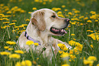 lying Golden Retriever