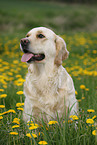 sitting Golden Retriever