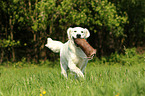 retrieving Golden Retriever