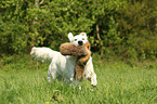 retrieving Golden Retriever